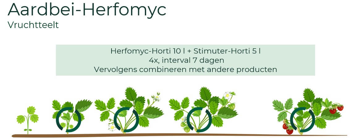 Herfomyc-Aardbei vrucht