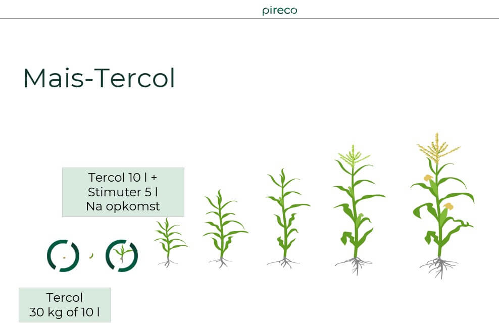 Tercol snijmais