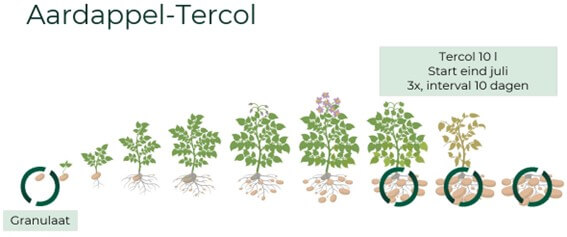 Nabehandeling Tercol aardappel