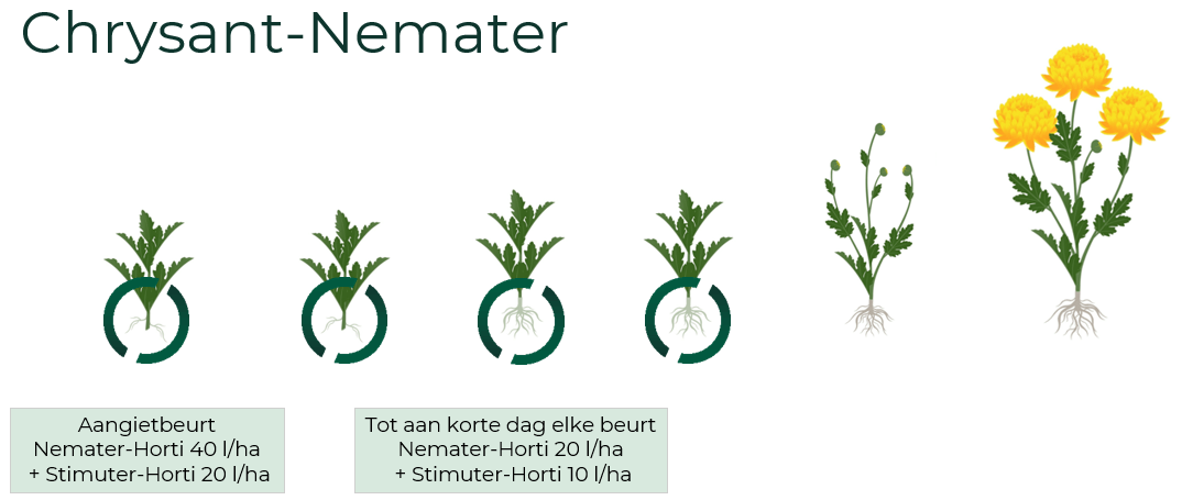 Toepassing Nemater + Stimuter Chrysant