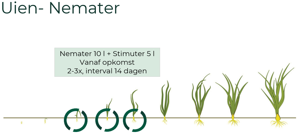 Toepassing nabehandeling Uien-Nemater