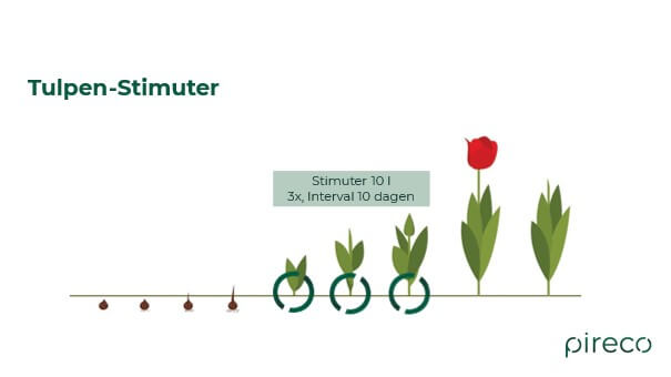 Tulpen Stimuter 2025