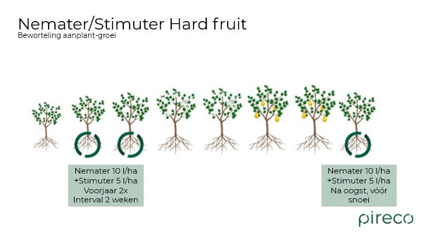 Peer nemater-Stimuter