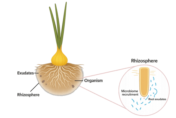 Ui-afgiftewortelexudataten 2026