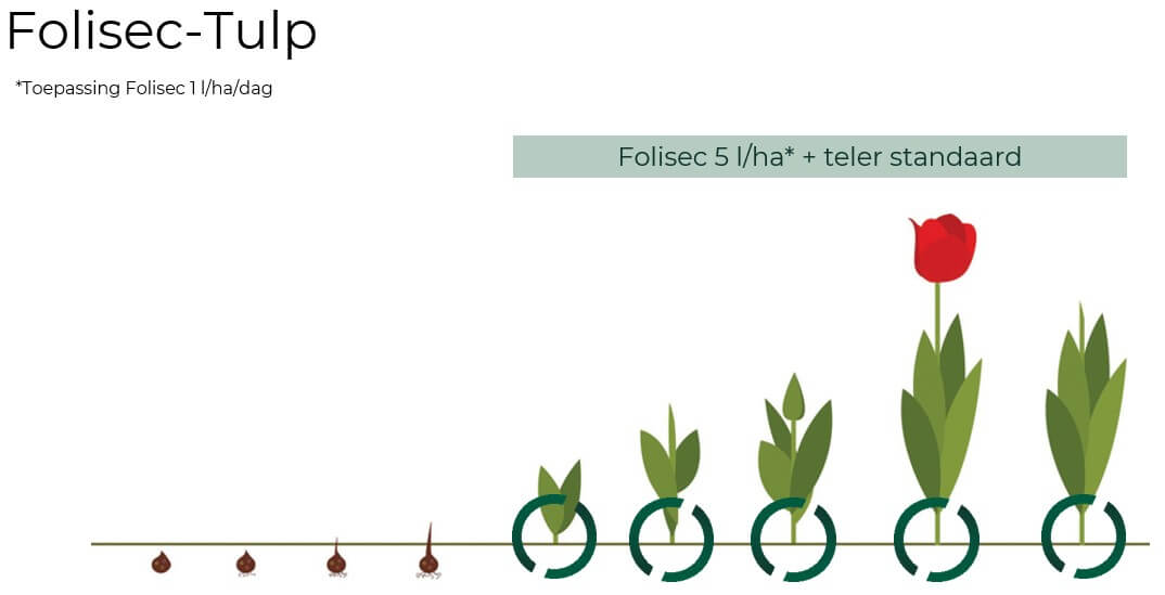 Folisec Tulp 2026