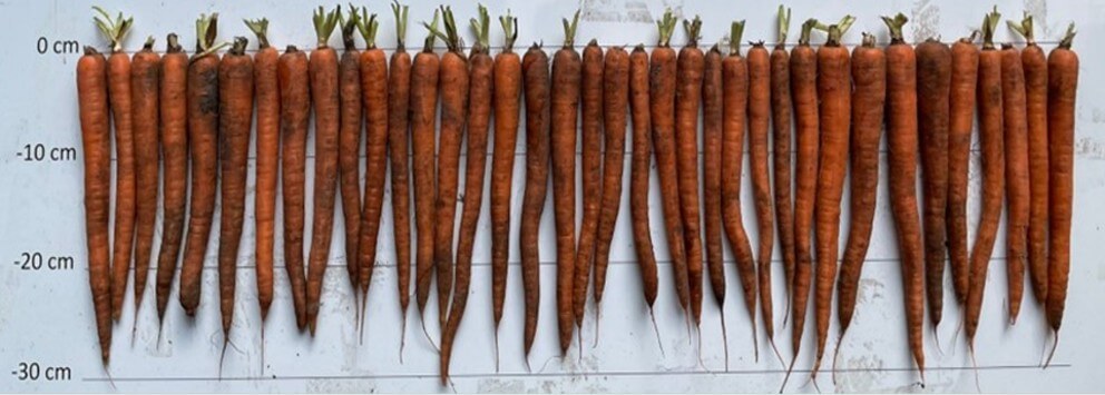 Nemater MG + 2x Nemater - Stimuter Imperators 2026