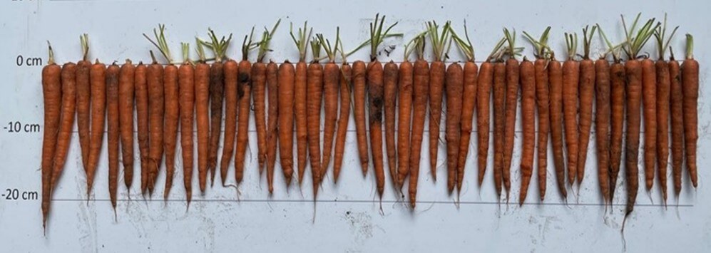 Std. MG 20 kg Imperators 2026