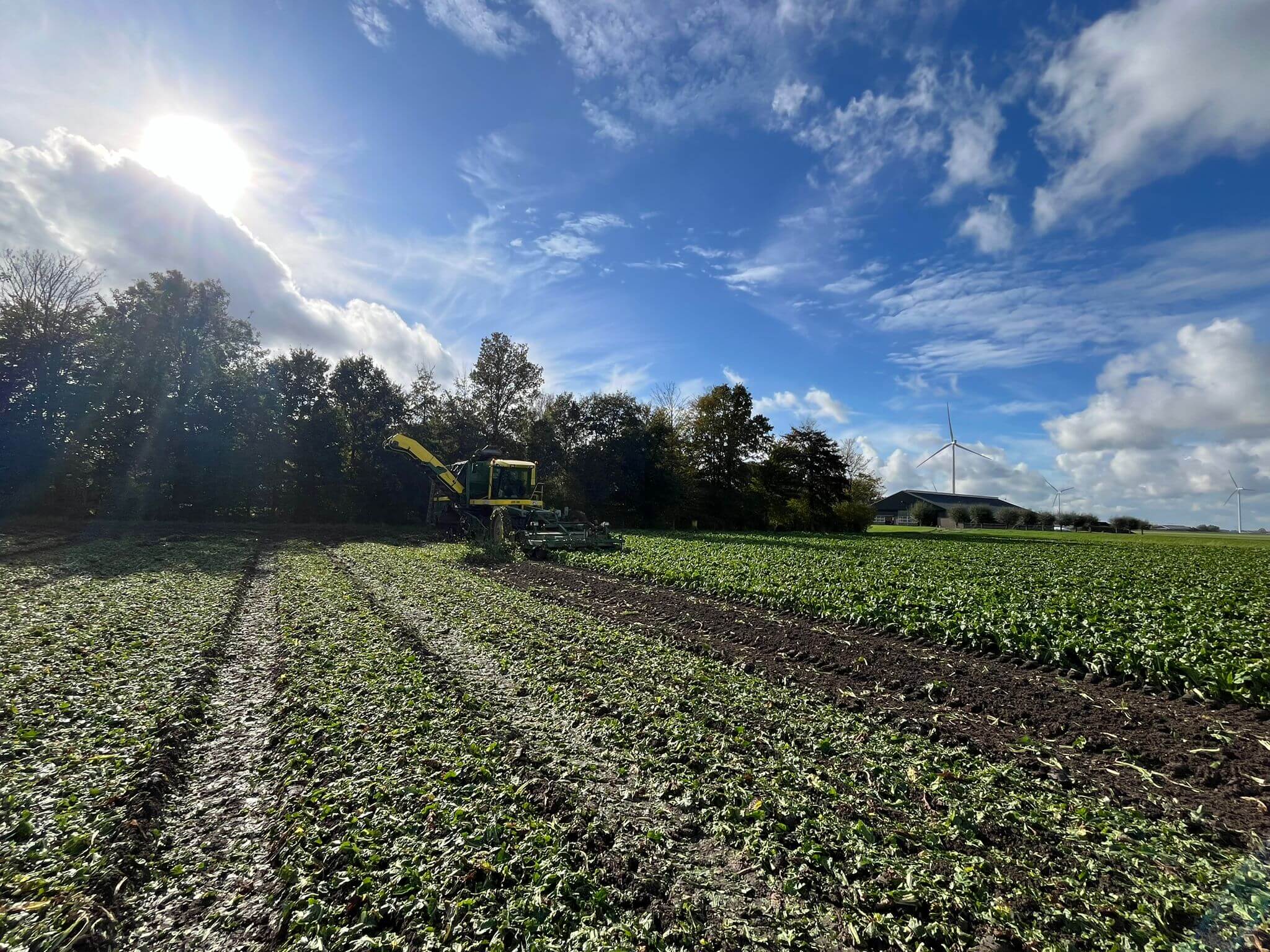 Witlofoogst 2025 Tercol Dronten